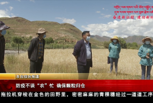 防疫不误“农”忙 确保颗粒归仓