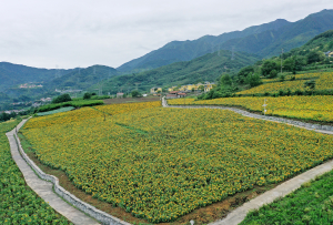 【鸟瞰高原·阿坝茂县篇】康养旅游 助乡村振兴