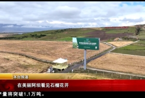 在美丽阿坝看见石榴花开