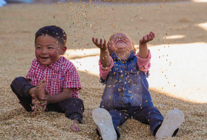 鲜水河畔“丰”景好 道孚农户秋收忙