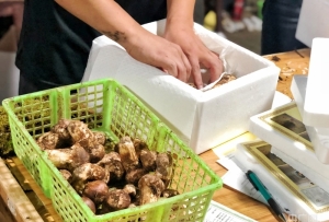 迪庆:云南高原松茸趁鲜出海