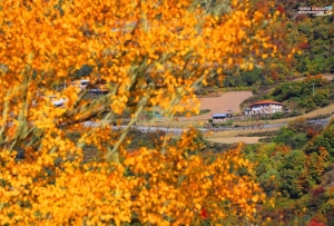 冰川彩林促振兴 黑水勇探生态经济融合发展新路径