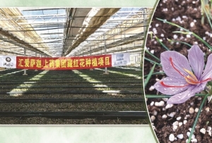 跨越千年奇缘,上海藏红花“安家”雪域高原