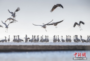 西藏拉萨：晨光初照 鹤舞高原