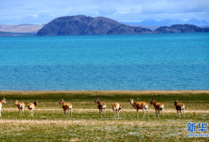 保护青藏高原 筑牢生态屏障