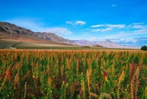 戈壁荒滩藜花开:科学家在4000米高原种粮食
