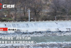 C视频丨“鸟中国宝”东方白鹳首次现身金川县