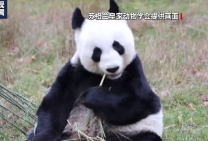 旅英大熊猫“阳光”和“甜甜”已回国