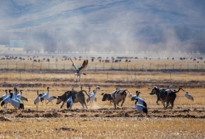 西藏：全力护好黑颈鹤