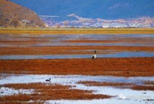 坐上动车，来香格里拉纳帕海观鸟