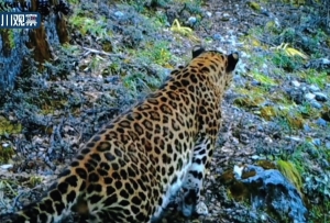 野生金钱豹林中漫步 镜头面前“刨坑坑”