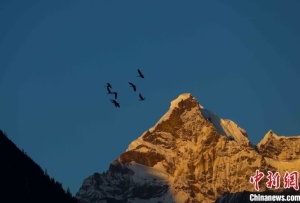 西藏林芝巴松措景区迎“高原精灵”黑颈鹤越冬