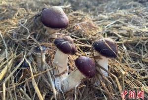 赤松茸在中国“盐湖城”试种成功
