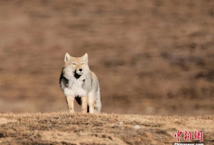 青海拉脊山“凶萌”藏狐踏步独行