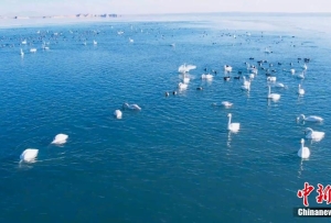 上百只天鹅飞抵柴达木盆地可鲁克湖越冬