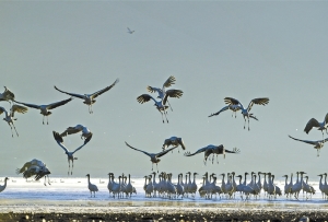 西藏黑颈鹤数量呈现逐年递增的良好态势