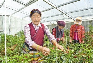 西藏隆子县：打造蔬果产业园区