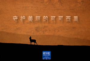 新春走基层丨藏羚羊“奶爸”的新年愿望