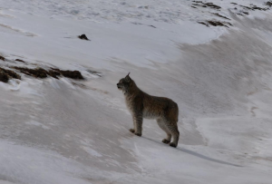 注意“大猫”出没！石渠猞猁外出踏雪觅食