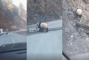 间隔不久 又有网友偶遇野生大熊猫