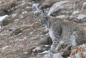 青海玛多牧民放牧时近距离偶遇猞猁