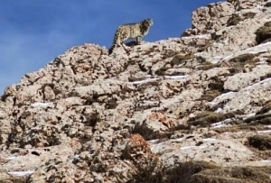 雪豹“巡山”！黄河源头生态管护员近距离偶遇雪豹