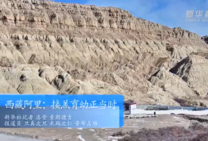 西藏阿里：接羔育幼正当时