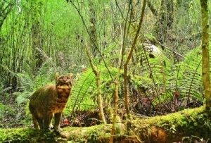 【人与自然和谐相处的温暖瞬间】隔着相机“遥望”金猫