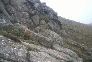 西藏聂荣县首次监测到雪豹活动