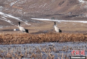 今年首批黑颈鹤飞抵隆宝滩国际重要湿地