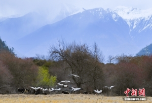 西藏林芝：黑颈鹤与雪山共舞