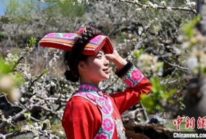 四川茂县：李花盛开引游人