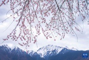 西藏林芝：南迦巴瓦峰脚下，赴一场“桃花之约”