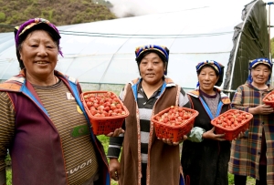 金川县：小草莓变身乡村振兴“致富果”