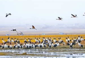 鹤舞阿热湿地——探访拉萨当雄黑颈鹤迁徙中转站