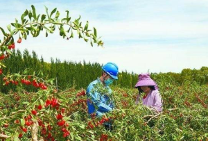 青海都兰枸杞废枝变生物质能源