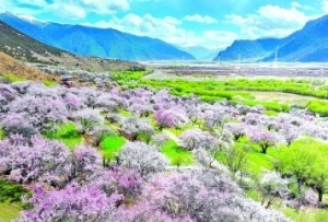 “香了岁月，香了家乡”——西藏林芝牢记嘱托走生态优先、绿色发展之路的实践探索