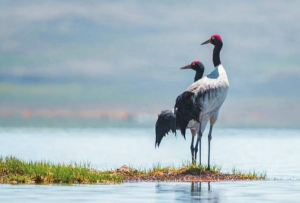 一位生态摄影师眼中的若尔盖湿地 生态环境持续向好 湿地“长胖”了