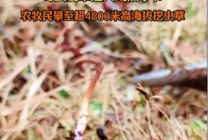 昌都丁青县进入虫草采挖季