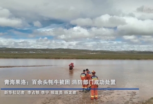 青海果洛：百余头牦牛被困河岸 消防部门成功处置
