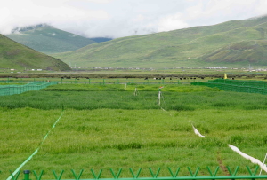 石渠农牧科技引领生态新篇章：高寒草原的绿色希望