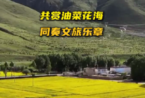 拉萨万亩油菜花开似金色地毯