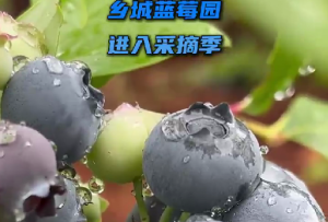 高原乡城的蓝莓进入采摘季啦!