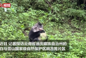 云南迪庆:实拍“雪山精灵” 滇金丝猴觅食