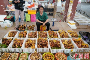 云南楚雄正式施行全国首个野生菌保护管理规范性文件