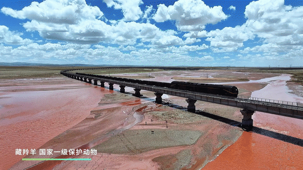 我们的家园丨“天路”上的生态守护