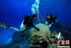 国际最新研究：澳大利亚大堡礁水温过去10年为400年来最热