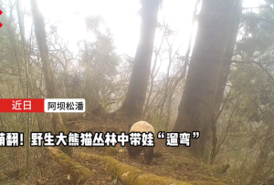 萌翻!野生大熊猫在阿坝松潘丛林中带娃“遛弯”