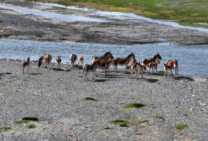 登山产业见证青藏高原生态不断向好