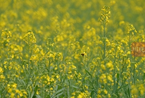 C视频丨马尔康夏繁基地 遇见入秋后的油菜花丨向云端——寻路川藏线上的中国